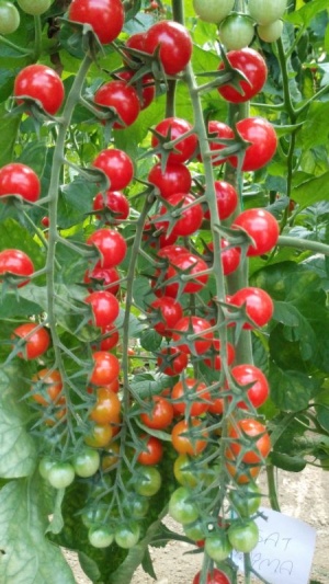  فروش بذر گوجه فرنگی گلخانه ای ATOM شرکت یکره 