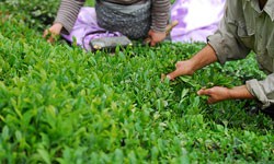  فروش چای سبز درجه یک گیلان , لاهیجان , محصول فصل بهار