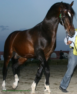 قیمت اسب نژاد ترکمن