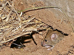 التراسونیک موش بی موش 