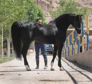 قیمت اسب عرب در ایران