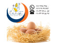 فروش و صادرات تخم مرغ خوراکی محلی سابین تجارت - مرغ محلی گلپایگان