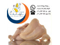 تامین و عرضه گوشت مرغ منجمد و گرم سابین تجارت