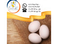 تامین و عرضه تخم مرغ خوراکی سفید سابین تجارت