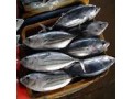 واردات ماهی اسکیپ جک و یلوفین جهت تولید تن ماهی - تون ماهی