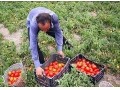 سبد گوجه فرنگی - آب گیر گوجه یک و نیم تن