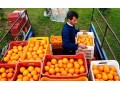  سبد 20 کیلویی - فروش سبد پرتقال و نارنگی  - پرتقال تامسون