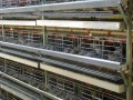 تولید قفس بلدرچین-قفس کبک-قفس مرغ-قفس های ایستاده-قفس بلدرچین تخمگذار 09144414995 - بلدرچین سفید