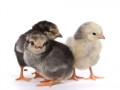 فروش جوجه مرغ بومی - طرح مرغ تخم گذار بومی