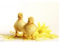 جوجه اردک بومی - تخم نطفه دار اردک غاز