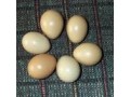تخم قرقاول - قرقاول بلژیکی