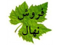 تولید و فروش نهال به اصفهان، انگور، گردو، سنجد، گل محمدی و غیره در ابهر - نهالستان زربرگ ابهر - انگور
