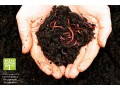 فروش کرم خاکی گونه کالیفرنیایی - گچ خاکی رحیمی