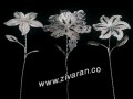 گل نقره اصفهان قیمت مناسب و کیفیت بی نظیر زیوران   - دشت نظیر