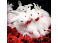 فروش خون خرگوش - قفس خرگوش