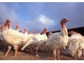 خریدبوقلمون زنده و آماده کشتار - مرغ کشتار روز