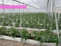 ساخت گلخانه هیدروپونیک-فروش گلخانه هیدروپونیک - گل رز به روش هیدروپونیک