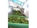 تولید خیار شور وترشی  - بذر خیار