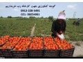 خرید گوجه فرنگی کشاورزان برای کارخانه رب  - کشت توت فرنگی