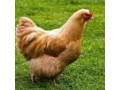 فروش مرغ بومی گلپایگانی - شتر مرغ بومی