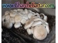 فروش کمپوست انواع قارچ خوراکی خاک پوششی - کود پوششی