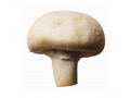 تجهیز کامل سالن قارچ ، کمپوست قارچ خوراکی 
