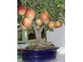 فروش نهال درختان میوه بصورت گلدانی