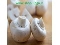 خرید آسان بذر قارچ خوراکی از شرکت اروم کشاورز - کشاورز اروپا