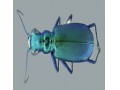 لوازم حشره شناسی سوزن اتاله حشرات  تور حشره گیری - روش های اندازه گیری ضریب نفوذ