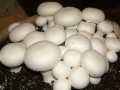 تولید انواع بذر قارچ خوراکی توسط شرکت اروم کشاورز - جوش شیرین غیر خوراکی