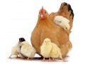 فروش خوراک طیور  - خوراک مرغ