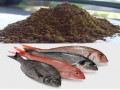 پودر ماهی - اکسید منیزیم - ذرت اکراین - سبوس برنج - ورق اکراین