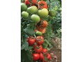  فروش بذر گوجه فرنگی گلخانه ای شرکت یکره  - کشت توت فرنگی