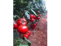   بذر گوجه فرنگی گلخانه ای  یکره  - رب گوجه طرح