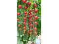  فروش بذر گوجه فرنگی گلخانه ای ATOM شرکت یکره  - رب گوجه فرنگی pdf