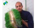مشاوره تخصصی سیستم تولید علوفه هیدروپونیک - طرح زراعت گیاهان علوفه ای