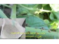 فروش پرلیت perlite  زمین کاو در تولید سموم و آفت کش ها - پرلیت گلخانه