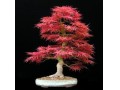 شرکت دیتن تدبیر فروش انواع درخت بن بالا و فروش گل و گیاه  - درخت گلابی
