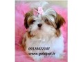 فروش سگ شیتزو گلدپت مرجع تخصصی ازپدر مادر - مرجع