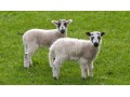 گوسفند زنده - پخش گوسفند