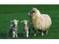گوسفند زنده - گاو و گوسفند