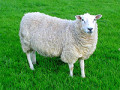گوسفند زنده - پخش گوسفند