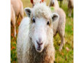 قیمت گوسفند زنده - گاو و گوسفند