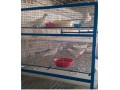 قفس کبوتر - هفت تخم کبوتر