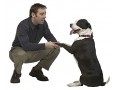  پانسیون سگ , نگهداری و تربیت سگ,  آموزش تربیت سگ , پرورش سگ - تربیت معلم