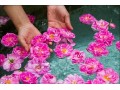 تور لوکس گلاب گیری کاشان- نیاسر - گلاب سنتی