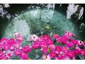 تور گلاب گیری کاشان - نیاسر - گلاب سنتی