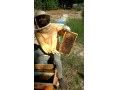 عسل طبیعی و درمانی و لوازم و تجهیزات زنبورداری‎ اهواز - درمانی ارزان