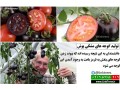 فیلم آموزش پیوند زدن گوجه فرنگی - پیوند زنی