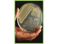 فروش انواع محیط کشت سلولی - محیط کشت میکروبیولوژی - میکروبیولوژی خاک